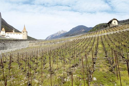 12 pinot noirs: Vous avez dit pinot?