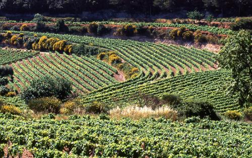 12 côtes-du-rhône: Dans la jungle rhodanienne
