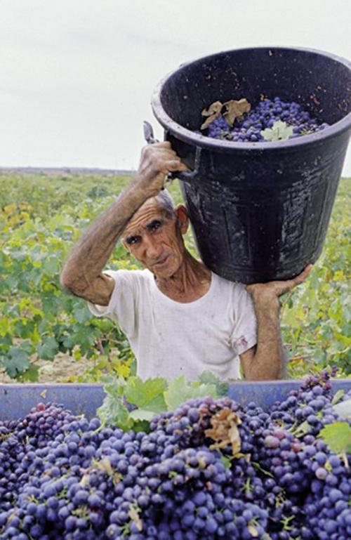 12 rouges des Pouilles: On dirait le Sud