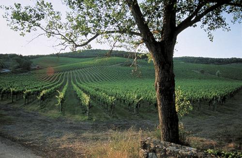 12 chianti: Le chant du coq noir