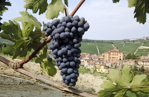 12 Barberas et Barolos: Le Piémont et ses extrêmes