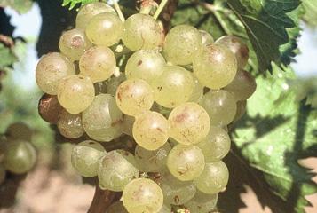 6 vins de dessert et 6 muscats mutés:  Doux n’est pas dessert