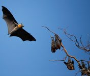 Des chauves-souris sous mon toit