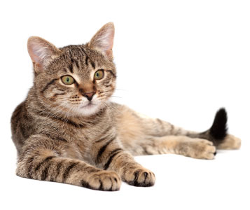 Enterrement d’animaux
