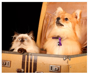 En voyage avec Milou
