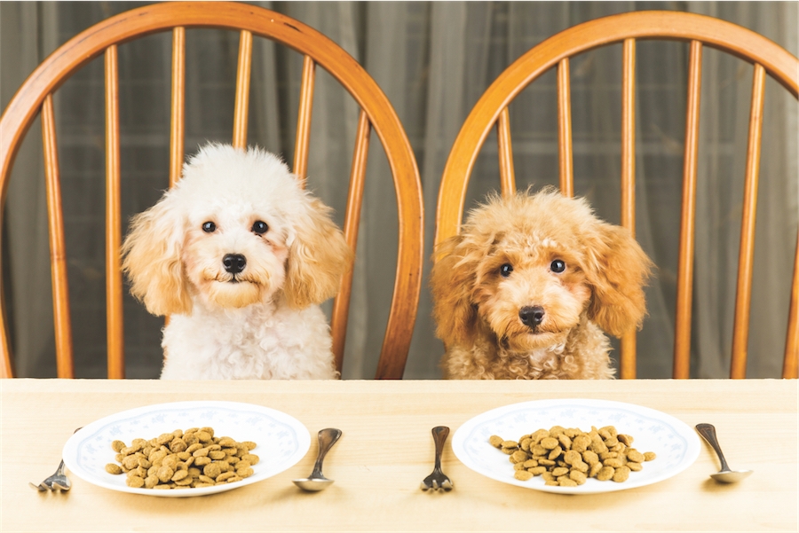 10 aliments humides pour chiens: des gamelles qui laissent milou sur sa faim