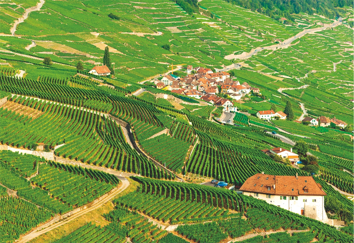 12 chasselas 2015 (et 2014) de supermarchés, de 3.89 fr. à 15.99 fr.: Chasselas écrémés