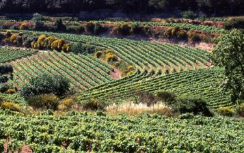 12 côtes-du-rhône: Dans la jungle rhodanienne