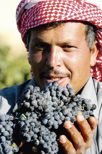 12 rouges méditerranéens: Vignobles phénix