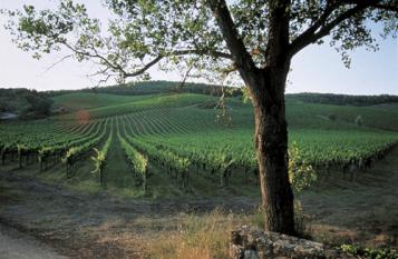 12 chianti: Le chant du coq noir
