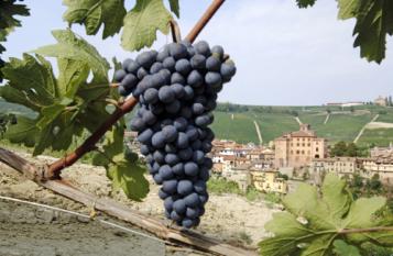 12 Barberas et Barolos: Le Piémont et ses extrêmes