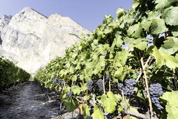 12 vins rouges valaisans:  Le plumage trahit le ramage