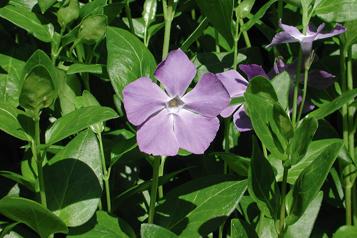 Tapis de jardin 
