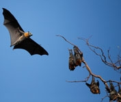 Des chauves-souris sous mon toit