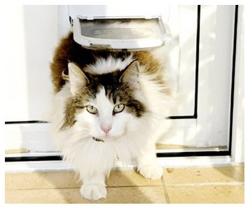  Chat s’en va et chat revient!
