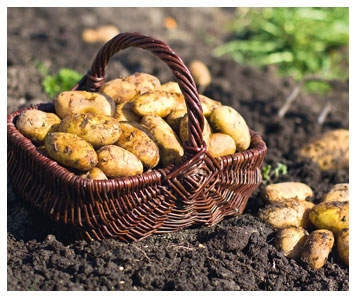 La patate donne la frite