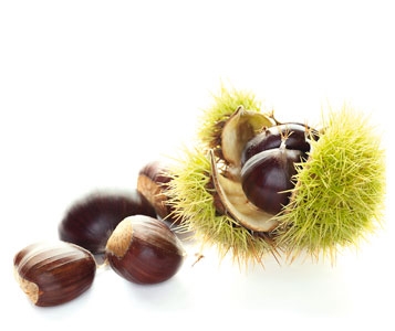 Marrons ou châtaignes? 