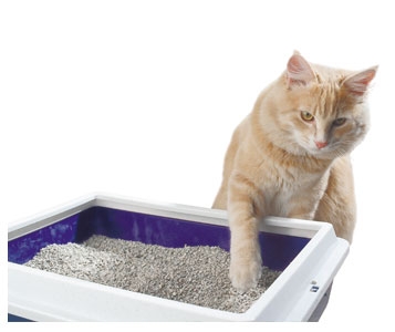 10 litières: le chat a choisit la sienne