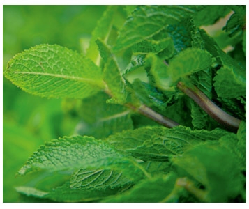 Menthe marocaine d’Egypte