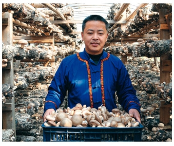 Champignons de Chine: lourdement chargés en pesticides