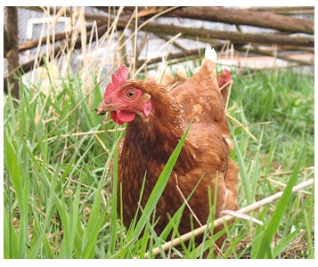 Chers œufs bio 