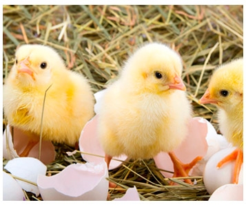 Les grands distributeurs aiment toujours plus les animaux