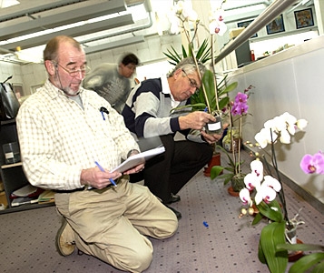 10 yuccas et 10 orchidées: à la recherche de belles plantes