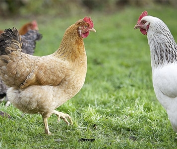 Les oeufs bio sont plus sains