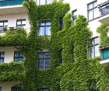 Plantes (trop) grimpantes