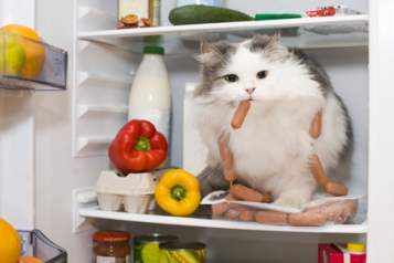 La viande de chat autorisée en Suisse