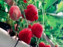 De belles fraises bien rouges. Mais sans goût!