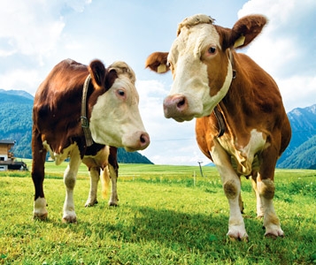 Lait vaudois  ou genevois?