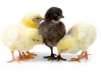Le massacre des poussins continue