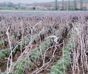 Le réchauffement climatique fait des heureux