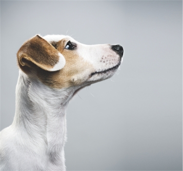 Chiens: tous sur Amicus