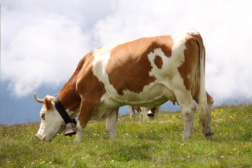 Davantage d'oméga 3 dans le lait et la viande bio