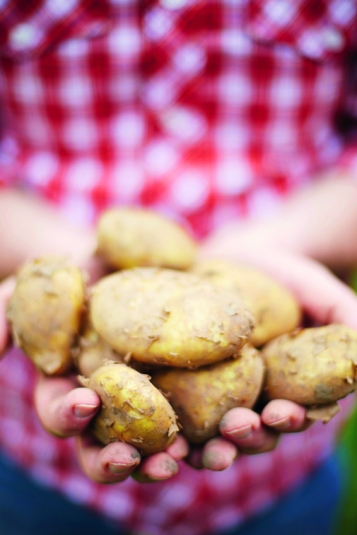 Intoxication à la patate
