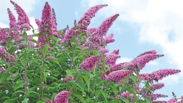 Sus aux plantes envahissantes