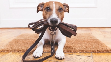 Cours pour chiens toujours en vigueur
