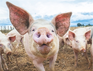 Viande et antibiotiques