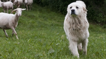 Chiens de troupeaux: plus de peur que de mal