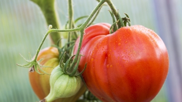 Fruits et légumes trop gros: à la poubelle!