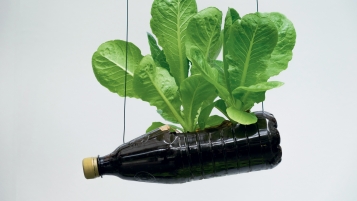 Quand le basilic prend de la hauteur