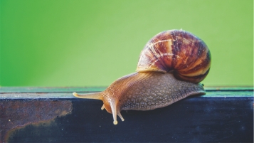 Arnaque assurée, bave d’escargot incluse!