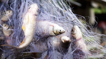 Du poisson pas frais et pas donné