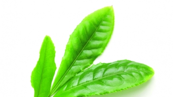 Les feuilles de thé vert font mieux