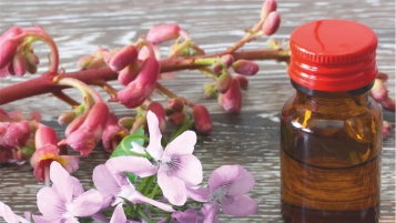 Les fleurs de Bach, un placebo