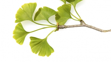 Le ginkgo, placebo pour le cerveau