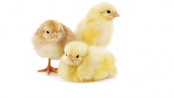 Touche pas à mes poussins! 