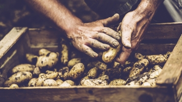 Elles n’ont pas la patate…